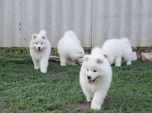 Samoyed