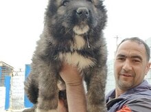 Qafqaz ovçarkası 