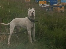 Dogo Argentino