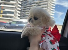 Pekines