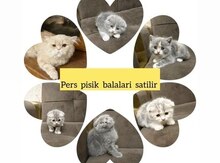 Pers pişiyi balaları