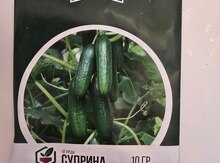 Xiyar toxumu 