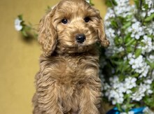Labradudl