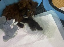 Maltipoo