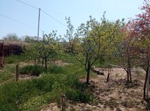 Bağ evi, Saray qəs.