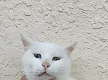 Pişik etibarlı əllərə verilir