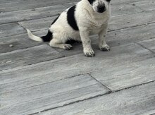 Çixuaxua balası