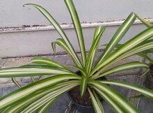 Хлорофитумы