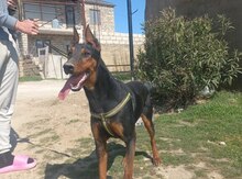 Doberman