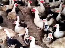 Lal ördək yumurtası 