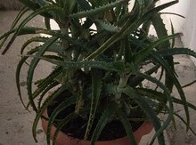 Aloe Vera gülü