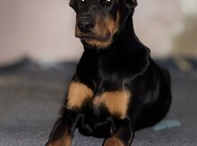 Doberman