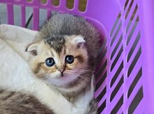 Qızılı şinşilla pişiyi