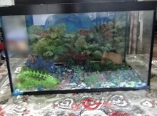 Akvarium və aksesuarlar