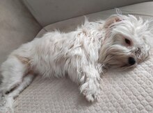 Pudel