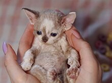 Devon rex