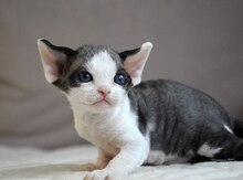 Devon rex