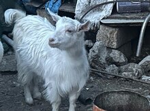 Keçi