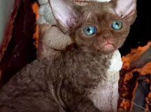 Devon rex