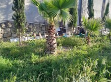 Vaşinqton palması 