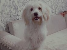 Pudel