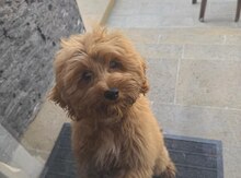 Toy pudel