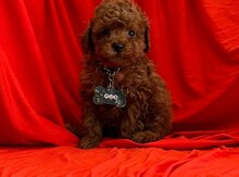 Red brown toy poodle