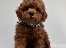 Red brown toy poodle