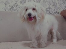 Pudel 