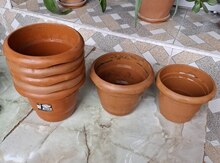 Gül dibçəkləri 