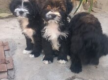 Pudel