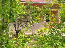 Həyət evi kirayə verilir, Şəki ş.