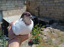 Göyərçin