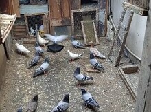Göyərçinlər