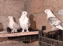 Göyərçinlər