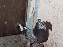Göyərçinlər