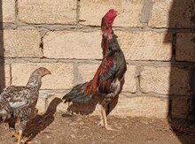 Heyratı beçə