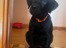 Labrador Retriver 