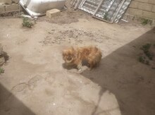 Pekines
