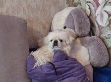 Pekines (cütləşdirmək üçün)