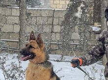 Alman ovçarkası