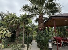 Palma ağacı 