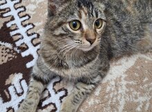 Pişik etibarlı əllərə verilir