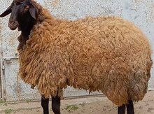 Qoyun və quzular 