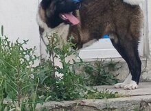 Akita-inu