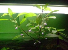 Akvarium bitkiləri