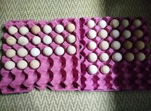 Firəng yumurtası