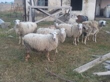 Qoyunlar "Dorper"