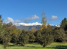 1000 sot torpaq sahəsi, Qəbələ r.