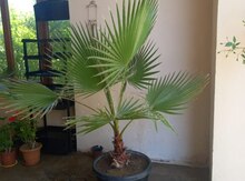 Palma ağacı